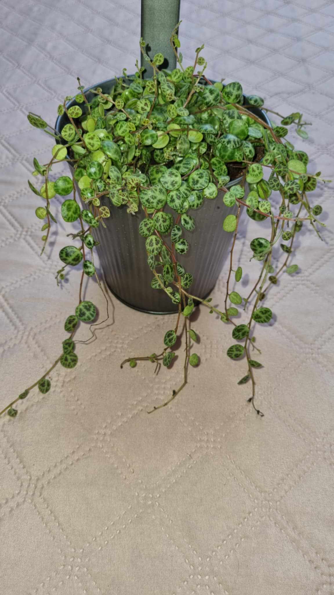 Schildpadplantje